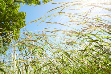 Natur, Umwelt, Wald und Wiese