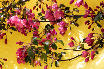 pink apple tree flowers on yellow background