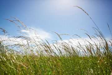 Natur, Umwelt, Wald und Wiese