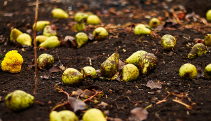 Harvesting. Pear on the ground. Harvesting pear.