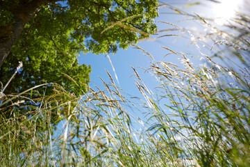 Natur, Umwelt, Wald und Wiese