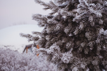 Snowy winter. Heavy snowfall in Moscow. Christmas trees in the snow