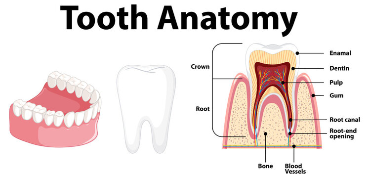 Infographic of human in dental science tooth anatomy