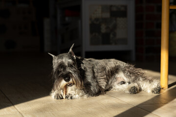 Dog is lying on the floor in a sunbeam and gnawing a bone