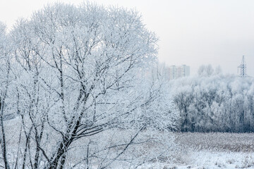 Snowy winter. Heavy snowfall in Moscow. Christmas trees in the snow