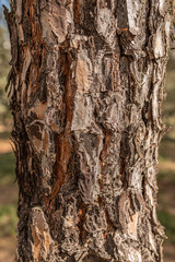 Tree bark in detail