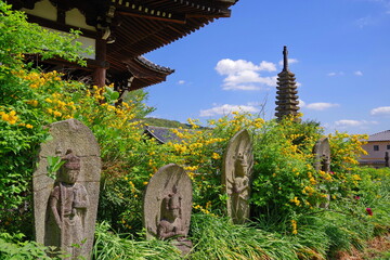 古都奈良　ヤマブキの咲く般若寺　