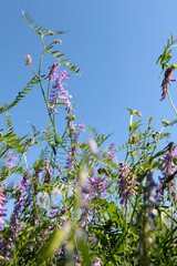 purple flowers against the blue sky