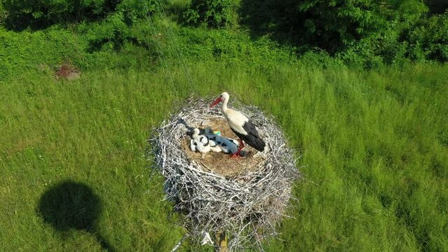 Young storks with parent stork in a nest in an urban environment. Stork nest in the village of Varvara, Bulgaria. Drone view