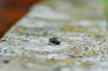 Housefly in its natural environment, close-up. 
