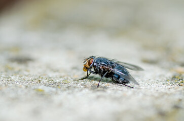Housefly in its natural environment, close-up. 