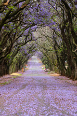 Purple jacaranda flowers in the road and on the trees