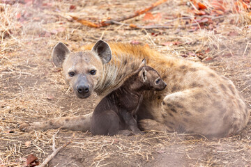 Female spotted hyena with cub