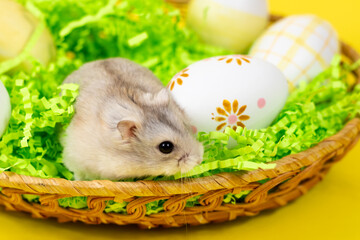 Dzungarian hamster in a basket with colored eggs on a green paper base close-up on a yellow joyful background. Easter concept.