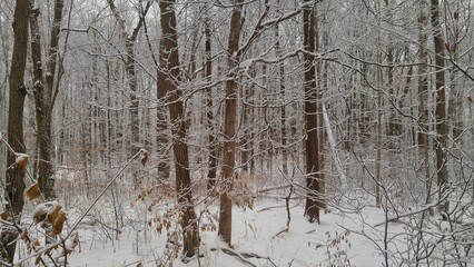 Fototapeta na wymiar tree in the snow
