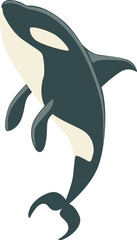 Black and White Orca or Killer Whale as Marine Mammal and Ocean Species