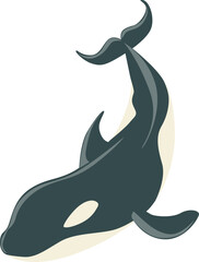 Black and White Orca or Killer Whale as Marine Mammal and Ocean Species