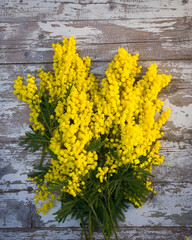 bunch of mimosas on wooden background. women's day