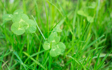green clover leaves background with some parts in focus. four - leaf clover in the middle of the usual Shamrock . background concept for st. patrick's day, luck, irish culture. High quality photo
