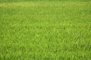 Obraz na płótnie Canvas Light green rice fields in Asian countries