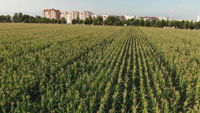 A cornfield of green by the city. Drone video.