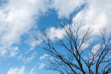 Fototapeta na wymiar 落葉樹と２月の空