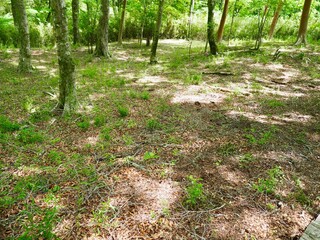 森の地面に落ちる木漏れ日