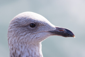 close up of a herring gull seagull