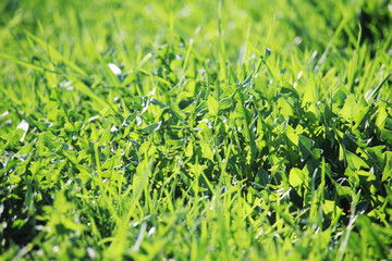 Green motley grass texture