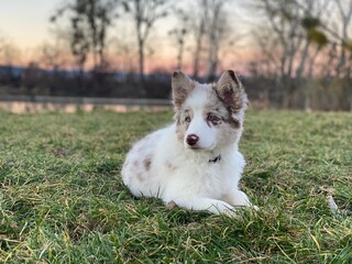 Little puppy of the Border Collie, red merle