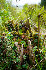 Close up of a moss covered tree stump 
