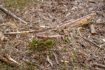 Aftermath of logging in a forest 