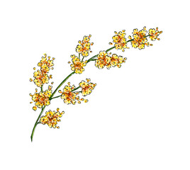 Obraz premium Watercolor illustration of mimosa yellow spring flowers branch. Symbol of International Women's Day. Abstract mimosa flowers for prints, invitations, greeting cards. isolated on white background. 