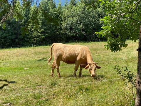 Cow in the Slovakia