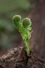 fern leaf in the forest