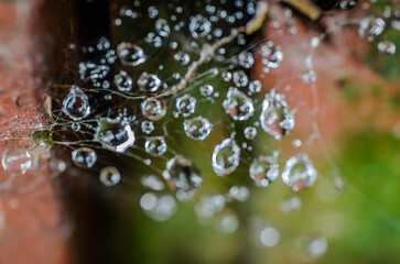 Drops of morning dew on cobwebs, close-up.