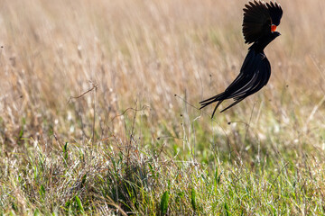 Male Long-tailed Widowbird, Pilanesberg National Park