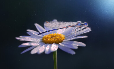 Blue dragonfly - obrazy, fototapety, plakaty