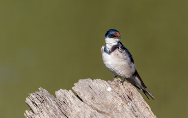 White-throated Swallow, Pilanesberg National Park