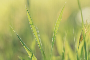 green background. detailed macro photo for grass texture. green planet