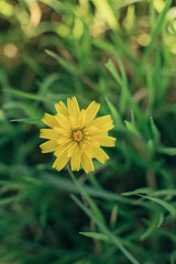 spring birth. detailed macro photo of a small yellow flower between the grass