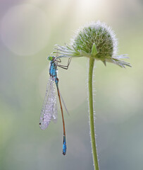 Blue dragonfly  (Ischnura elegans) © Iwona