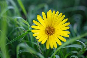 little yellow flower among the grass in the garden. spring and birth concept. nature