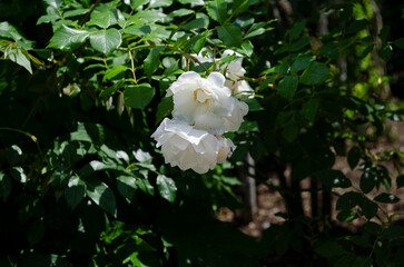 rose white color in the rose garden in the style of vintage. High quality photo