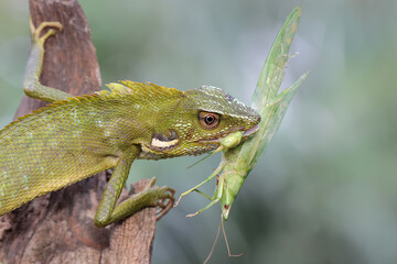 A green crested lizard was eating a green grasshopper. This reptile has the scientific name Bronchocela jubata. 