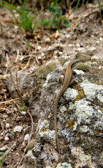 lizard on the rock