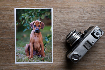 vintage camera wit picture. dog picture. puppy on film