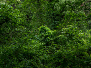 新緑に覆われた森