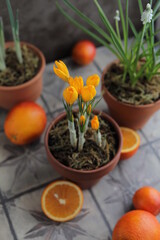 Spring yellow crocuses in a clay pot on a table with other flower pots and plants. Spring still life with blossoming buds and blood oranges. Gardening