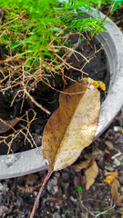 Dry leaf on a flowerpot